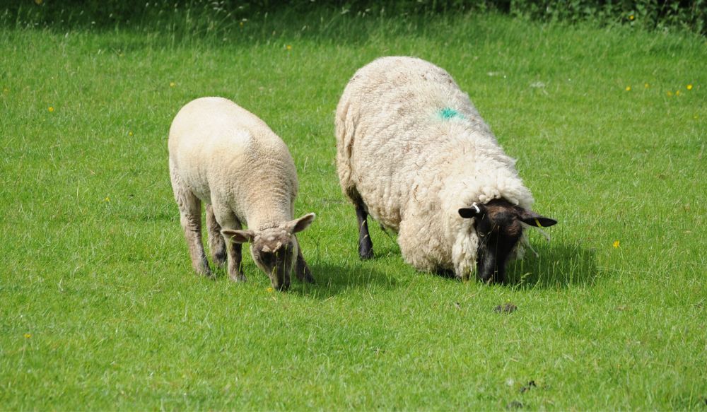 Two sheep on grass, one showing signs of lameness